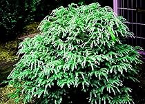 Dwarf Upright Canadian Hemlock True Bonsai