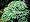 Dwarf Upright Canadian Hemlock True Bonsai