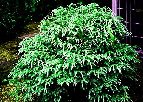 Dwarf Upright Canadian Hemlock True Bonsai