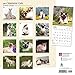 Siamese Cats 2017 Calendar