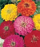Seed in a Blanket Planting Squares Thumbelina Zinnia