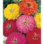 Seed in a Blanket Planting Squares Thumbelina Zinnia