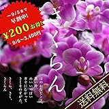 敬老の日2016　マイクロ胡蝶蘭　さくらん┃ 花鉢 胡蝶蘭 送料無料 楽天1位 楽天総合1位 胡蝶蘭 マイクロ胡蝶蘭 サクラン マイクロサクラン 花鉢 鉢花 プレゼント 敬老の日 早割