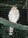 Jigsaw of Mauritius Kestrel - Perched on branch from Ardea