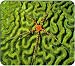 Brittlestar on Brain Coral Mouse Pad
