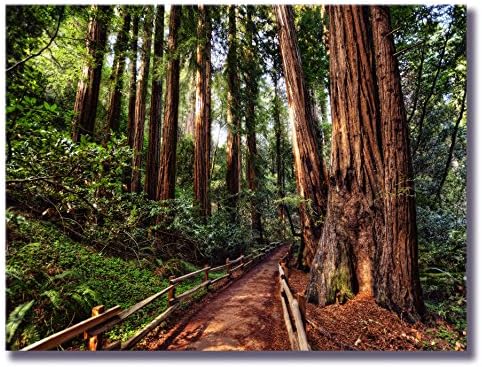 Art Assembly Presents Michael de la Paz's "Primordial Forest" - Photograph on Canvas - redwoods wall art decor photo print painting artwork picture