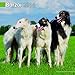 Borzoi 2014 Wall Calendar