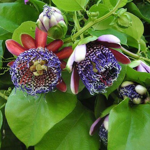 Riesengranadilla - Passiflora quadrangularis - 10 Samen