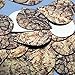 Sequin Gold Brown Snakeskin Reptile Print Pattern Teardrop 1.5 inches Couture Loose Paillette Sequins