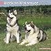 Alaskan Malamute 2012 Wall Calendar 12