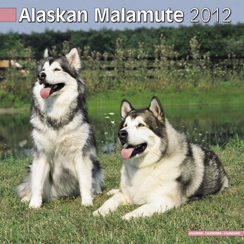 Alaskan Malamute 2012 Wall Calendar #10004-12
