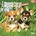 Welsh Corgi Puppies 2016 Calendar: 18- Month Calendar