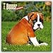 Boxer Puppies 2016 Calendar