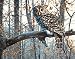Dimensions PaintWorks/Paint By Number Camouflaged Wise Owl