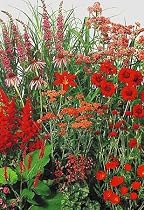 Red Perennial Garden 50 Seeds