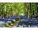 Photographic Prints of Bluebells i from ClownFish Photo