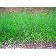 Liriope spicata (Creeping Lily Turf) Monkey Grass