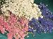 Dried Larkspur Flowers For Sale