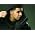 Thumbnail image of Drake