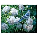Northern Blue Jay by Beth Hoselton - 32x25"