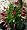 Red Brazilian Jasmine Plant - Indoors/Out - Mandevilla