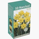 TotalGreen 72415100 Daffodil Bulbs