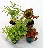 Terrarium & Fairy Garden Plants - Assortment of 5 Different Plants in 2" Pots