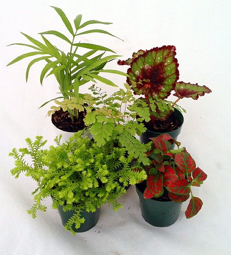 Terrarium & Fairy Garden Plants - Assortment of 5 Different Plants in 2