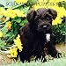 schnauzer3  - Schnauzer Puppies 2010 Mini Wall Calendar