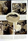 1950 SHRIMP TUNISIA ZOOLOGISTS OXFORD ARABS SCIENTIST