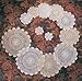 TCC Handmade, Crochet Lace Doily. 100% Cotton Crochet. White, 4 Inch Round. Four Pieces