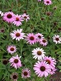 Eigenschaften Dachstauden  / Echinacea purpurea - Roter Sonnenhut