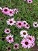 Echinacea purpurea - Roter Sonnenhut, 6 Pflanzen