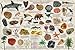 (36 x 24) Collectible Fossils Poster