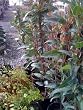 Hardenbergia "Wandering Lilac" Vine -- 6 by 6 Inch Container