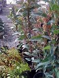 Hardenbergia "Wandering Lilac" Vine One Gallon