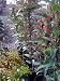 Hardenbergia "Wandering Lilac" Vine One Gallon