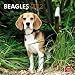 Beagles 2012 Square 12X12 Wall Calendar (Multilingual Edition)