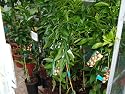 Citrus Navelina Navel Orange Tree