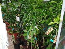 Citrus Navelina Navel Orange Tree