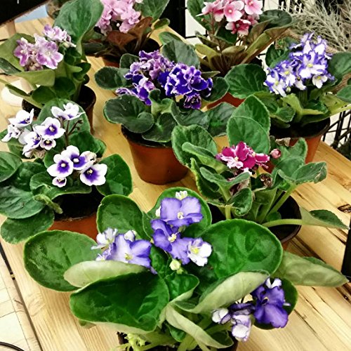 African Violet Plants - Assorted Colors IN BLOOM - 4 African Violet Plants - Assorted Colors IN BLOOM - 4