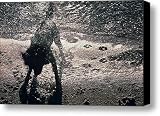 A Labrador Retriever Shakes Off Water Canvas Print / Canvas Art - Artist Kenneth Garrett