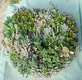 Succulent Hearth Living Wreath - 16