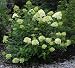 'Limelight' Hydrangea - Beautiful Colors - Hardy Shrub - Proven Winners
