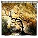 61sfoMTtv%2BL. SL75  Bonsai Tree Japanese Maple