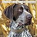 2016 Just German Shorthaired Pointers Wall Calendar