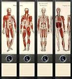 Produkt-Bild: File Art - Design Etiketten - Motiv Anatomie - breit