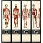 File Art - Design Etiketten - Motiv Anatomie - bre&hellip von File Art Etiketten - breite Ordner