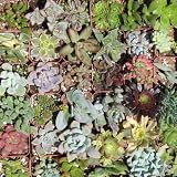 20 Gorgeous Succulents in 2 plastic pots