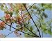 Photographic Prints of Flame of the forest tree (Delonix regia) from ClownFish Photo